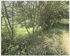  2025Ÿ��50790  �����