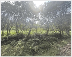  2025Ÿ��50790  �����