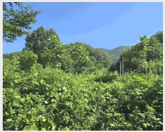  2025Ÿ��50819 ���� ȭõ�� ȭõ�� ���̸� 2941      ����(�Ӿ�)���