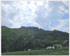  2025Ÿ��50874 ���� ȫõ�� ���� ȭ���� 347      ����(�Ӿ�)���