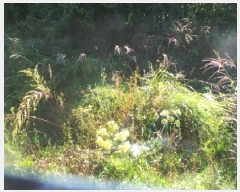  2025Ÿ��50882 ���� �籸�� ���� ĥ���� 65-1      ����(��1)���