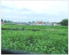  2025Ÿ��50894  �����