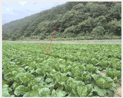  2025Ÿ��50922  �����