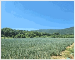  2025Ÿ��1562  �����