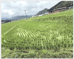  2025Ÿ50763  õ ŵ ȹ̸ 381      ()