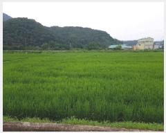  2025Ÿ50763  õ ŵ ȹ̸ 381      ()