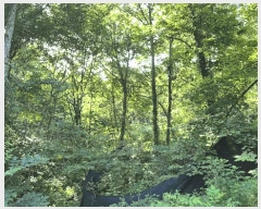  2025Ÿ��50803 ���� ȫõ�� �Ϲ�� ���׸� 210      ���ð��