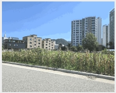  2025Ÿ50831  籸 籸  582-14      ()