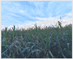  2025Ÿ��50860 ���� ��õ�� ��� 573-22       ����(��1)���