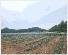  2025Ÿ��1210 ���� ȫõ�� ȭ�̸� ���� 254      ����(��1)���