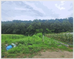  2025Ÿ��1494 ���� ��õ�� �ŵ��� ������ 317      ����(�Ӿ�)���