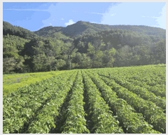  2025Ÿ��2091 ���� ȫõ�� ���� ������ 265      ����(��1)���