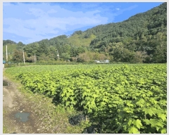  2025Ÿ��2091 ���� ȫõ�� ���� ������ 265      ����(��1)���