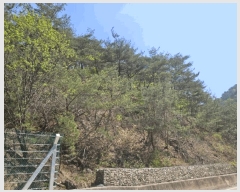  2025Ÿ50597  籸 籸  160-8      (Ӿ)