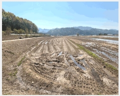  2025Ÿ50656  ȫõ  ϱθ 277-11      ()