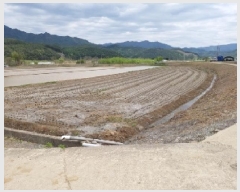  2025Ÿ50656  ȫõ  ϱθ 277-11      ()