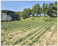  2025Ÿ��50724 ���� ��õ�� ��� 431-33       ����(����)���