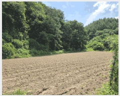  2025Ÿ50792  ȫõ ͹̸ ʸ 260      (Ӿ)