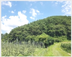  2025Ÿ50792  ȫõ ͹̸ ʸ 260      (Ӿ)