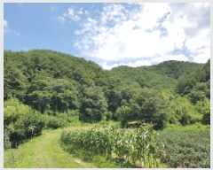  2025Ÿ50792  ȫõ ͹̸ ʸ 260      (Ӿ)