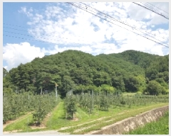  2025Ÿ50792  ȫõ ͹̸ ʸ 260      (Ӿ)