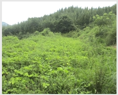  2025Ÿ50808  õ  縮 86      (1)