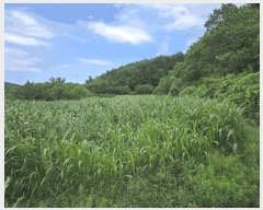  2025Ÿ��240 ���� ��ô�� �ٴ��� �ſ��� 554-3      ���(�󰡽ü�)���