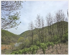  2025Ÿ��196  �Ӿ߰��