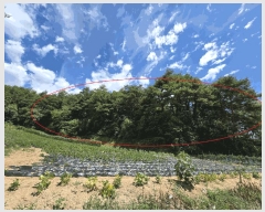  2025Ÿ��225 ���� ������ ������ 447       ����(��1)���