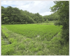  2025Ÿ��225 ���� ������ ����� ������ 407-17      ����(��1)���