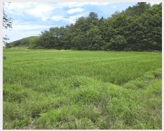  2025Ÿ��225 ���� ������ ����� ������ 407-17      ����(��1)���