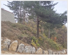  2025Ÿ��276 ���� ��ô�� �ٴ��� ��͹渮 267      ����(��1)���