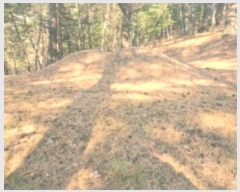  2025Ÿ30105     198-1      (Ӿ)