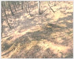  2025Ÿ30105     198-1      (Ӿ)