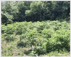  2025Ÿ��20660  ����