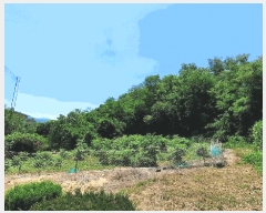  2025Ÿ��20660  ����