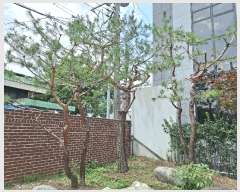  2025Ÿ��763 ���� ���ֽ� �ϻ굿 287-13       ���ð��