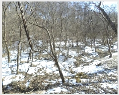  2025Ÿ20392  ֽ  ۸ 453      ()