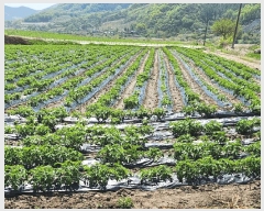  2025Ÿ��20613  �����