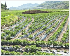  2025Ÿ��20613  �����