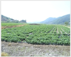  2025Ÿ��20613  �����