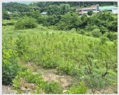  2025Ÿ��20693  �����