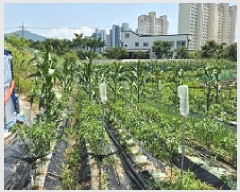  2025Ÿ��20652 ���� ���ֽ� �౸�� 1423       ����(��)���