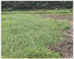  2025Ÿ��20686  ����