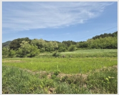  2025Ÿ��241  ����