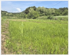  2025Ÿ��241  ����