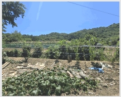  2025Ÿ��257 ���� ���ʽ� ���絿 379       ����(��1)���