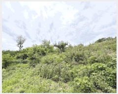  2025Ÿ��259 ���� ���ʽ� ��絿 ��281       ����(�Ӿ�)���