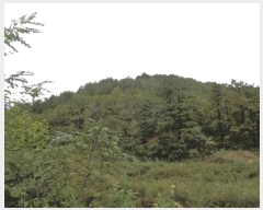  2025Ÿ��289 ���� ������ �׿ո� ���̸� ��98      ����(�Ӿ�)���