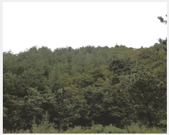  2025Ÿ��289 ���� ������ �׿ո� ���̸� ��98      ����(�Ӿ�)���